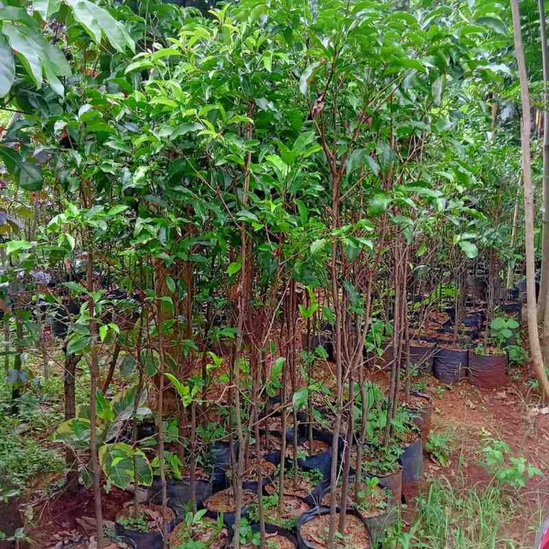 jual pohon tanjung pohon peneduh 4
