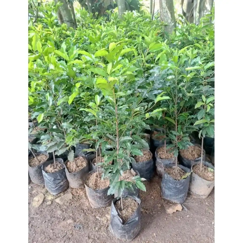 jual pohon tanjung pohon peneduh 4