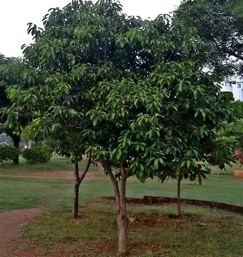 jual pohon tanjung pohon peneduh 5