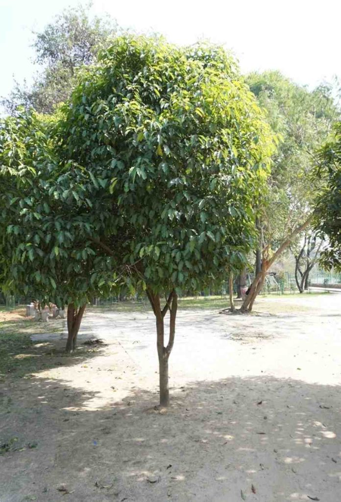 jual pohon tanjung pohon peneduh 6