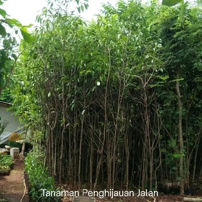 jual pohon tanjung pohon peneduh 6