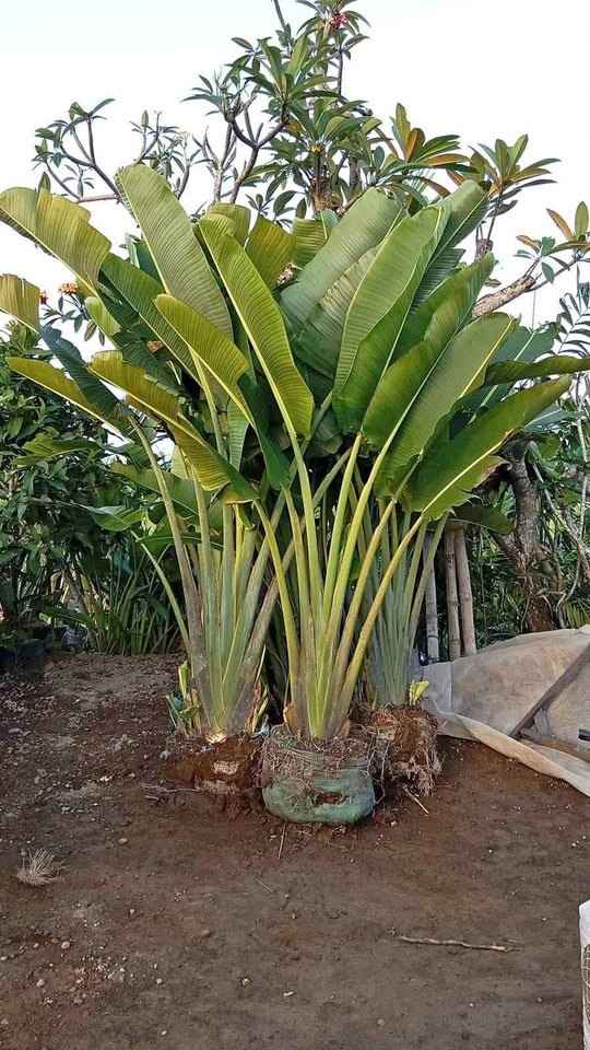 Jual tanaman pisang kipas untuk taman tropis