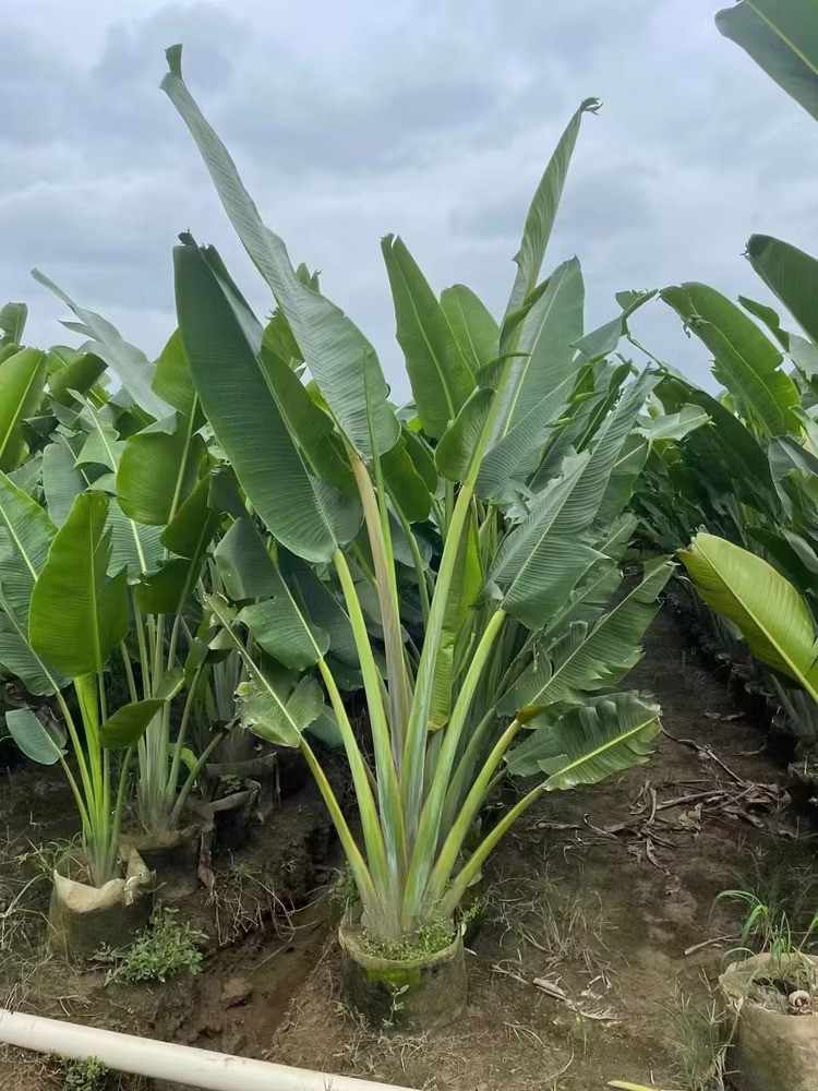 Pisang kipas tropis unik – jual tanaman pisang kipas