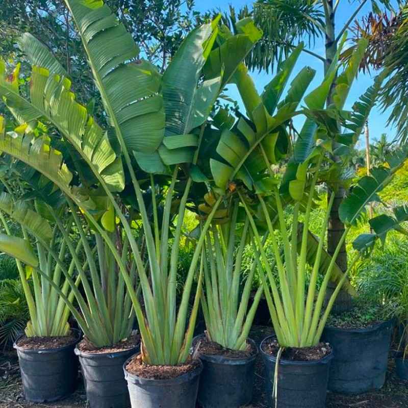 jual tanaman pisang kipas