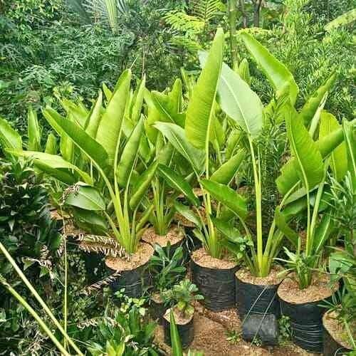 Jual tanaman pisang kipas ukuran besar