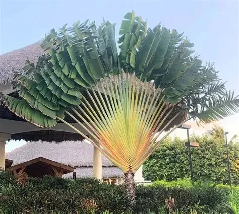 Pisang Kipas