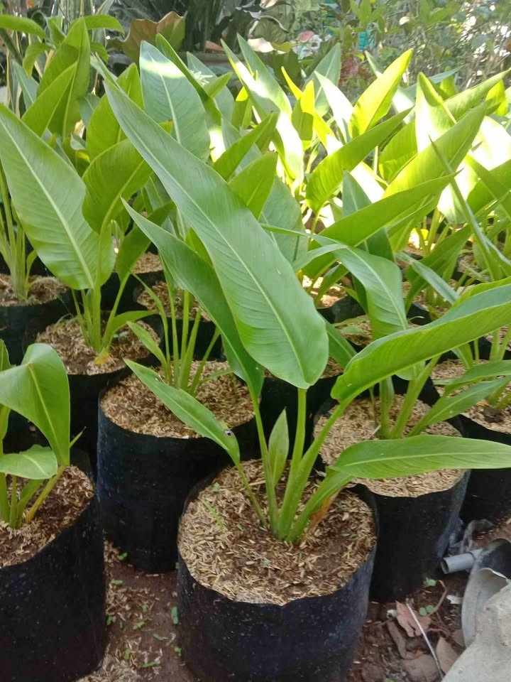 Jual tanaman pisang kipas daun lebar simetris