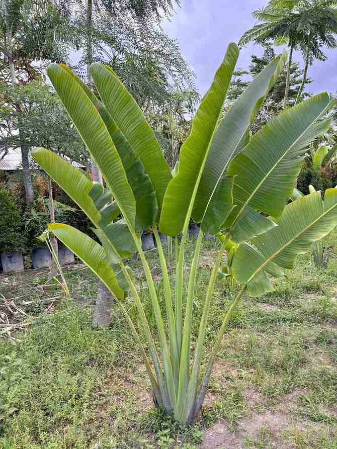 Jual tanaman pisang kipas untuk landscape