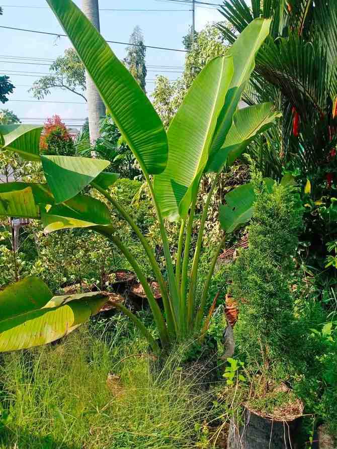 Tanaman pisang kipas premium – jual tanaman pisang kipas