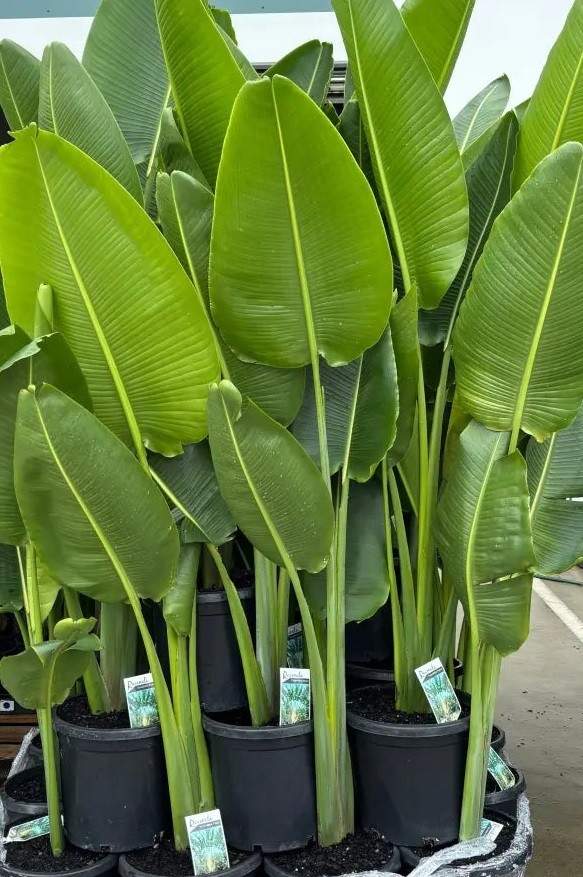 Jual tanaman pisang kipas taman modern