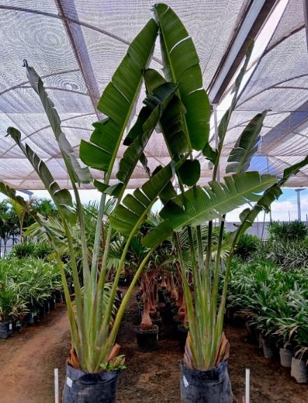 Pisang kipas tinggi eksotis – jual tanaman pisang kipas