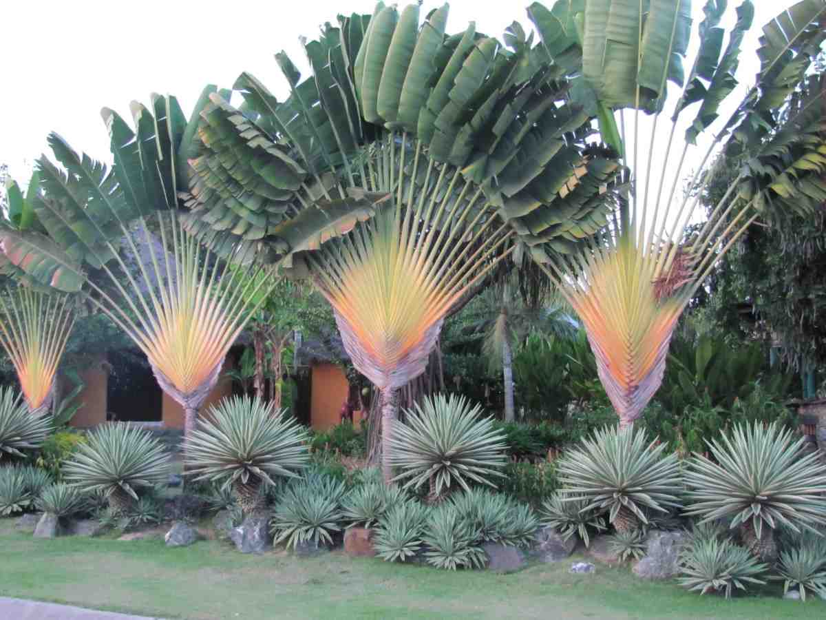 Pisang Kipas 6 Meter
