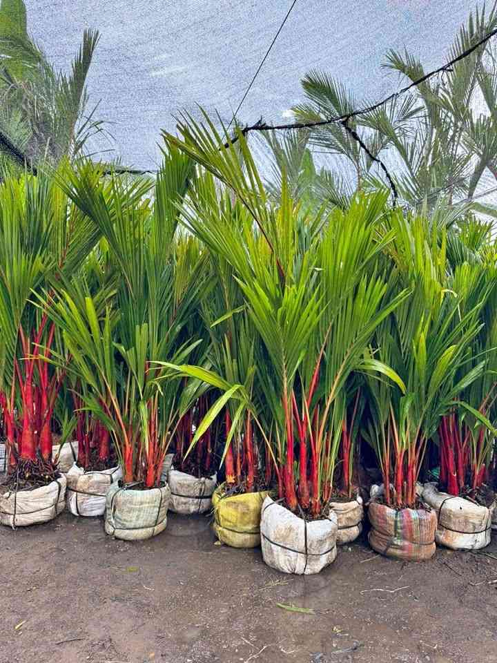 tanaman hias palem merah untuk taman depan rumah
