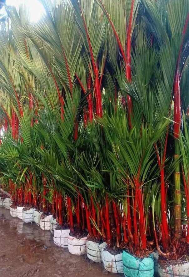 palem merah dalam pot untuk dekorasi taman tropis