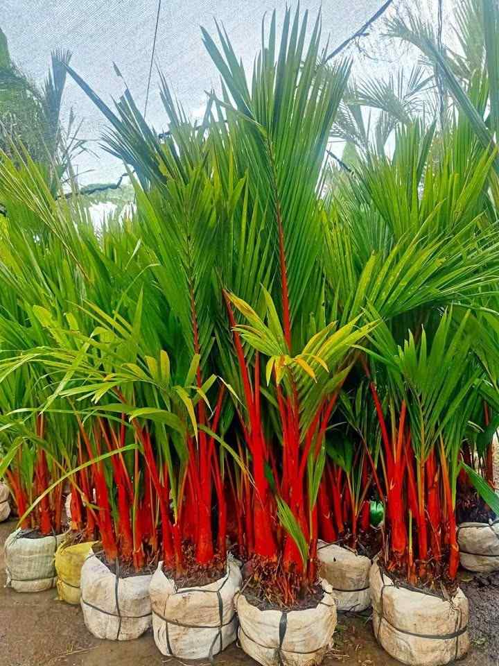 Palem Merah