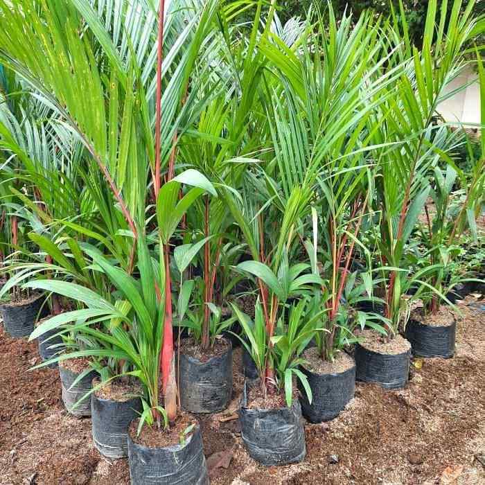 pohon palem merah ukuran kecil hingga besar siap tanam