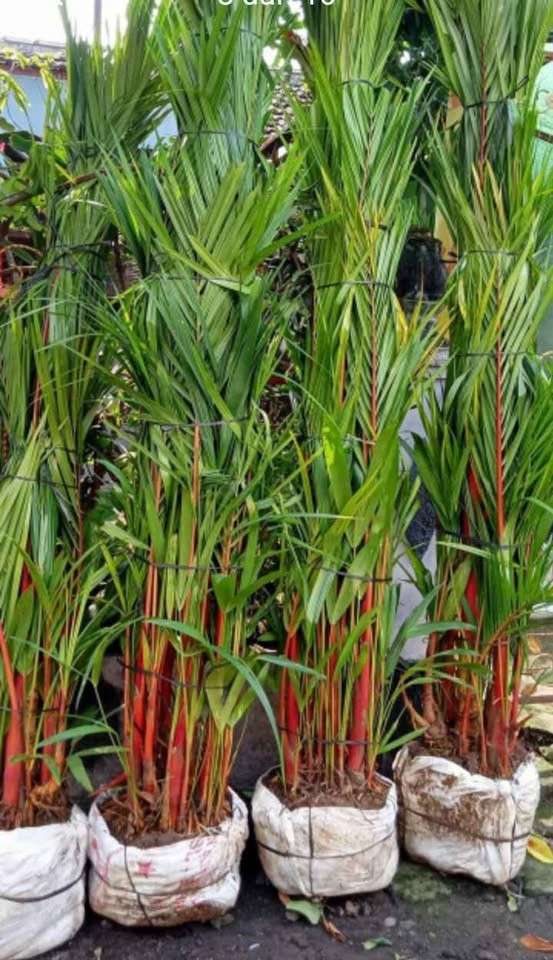 bibit palem merah berkualitas untuk taman rumah minimalis