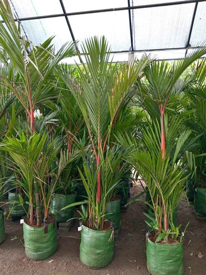 jual pohon palem merah kecil dalam polybag siap tanam