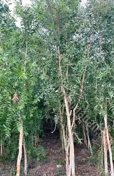 Bibit pohon kayu putih dalam polybag siap tanam untuk penghijauan