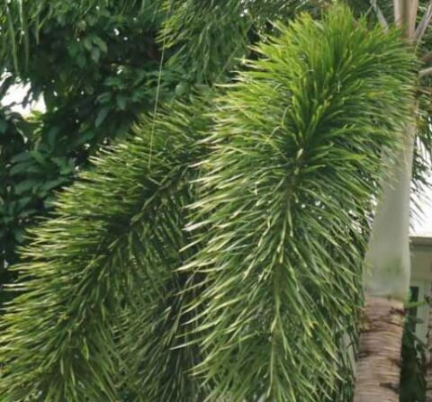 Jual palem ekor tupai berkualitas langsung dari nursery