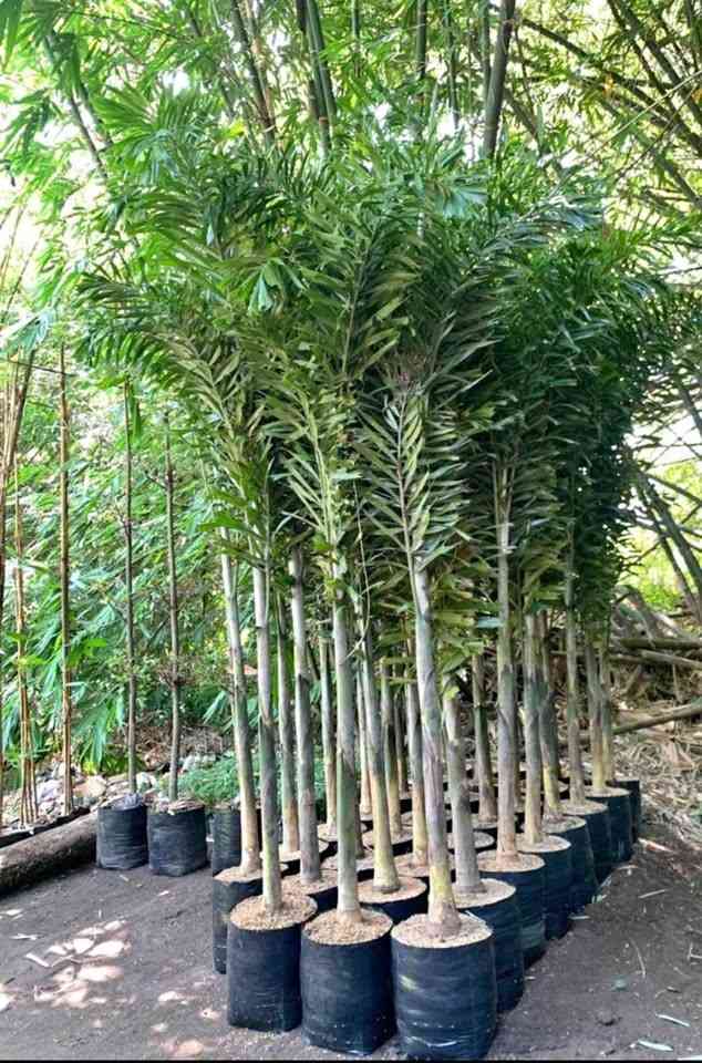 Palem ekor tupai dalam pot untuk dekorasi halaman rumah