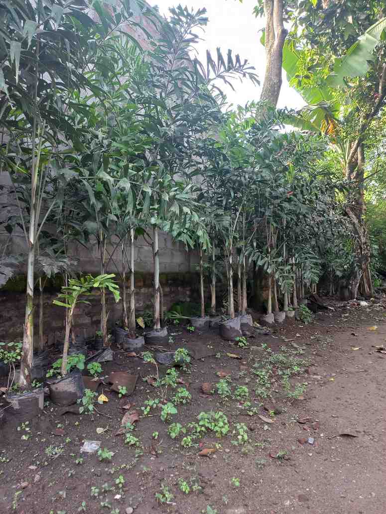 Palem Ekor Tupai 1 Meter