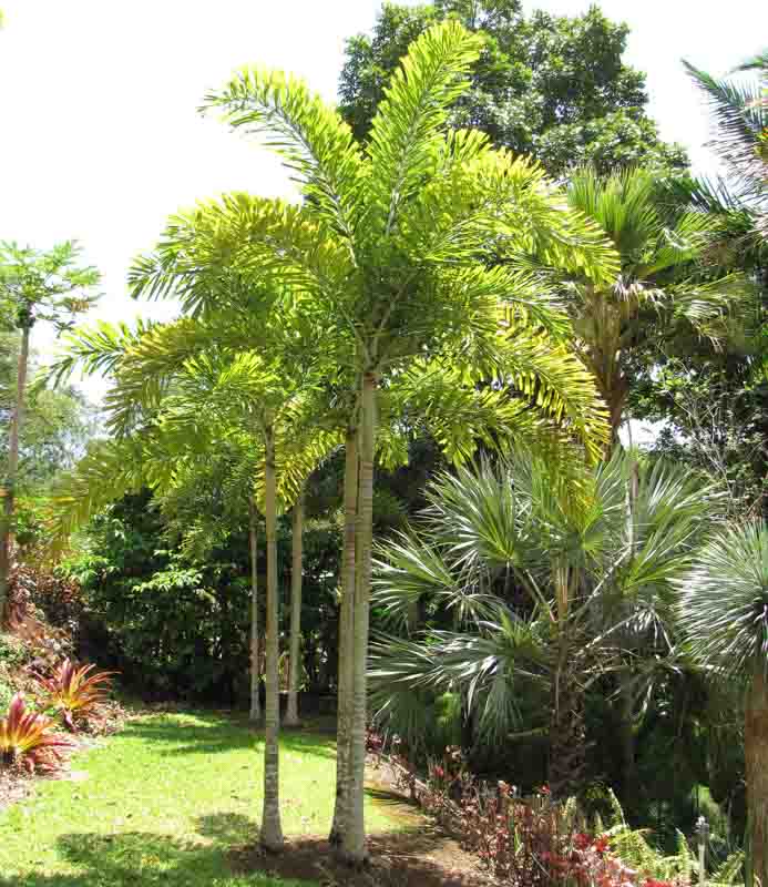 Pohon palem ekor tupai rimbun siap tanam untuk taman rumah