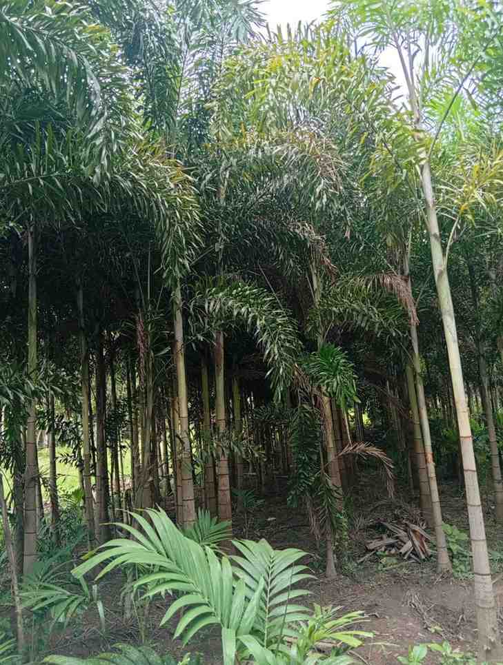 Pohon palem ekor tupai tinggi cocok untuk landscape dan taman depan