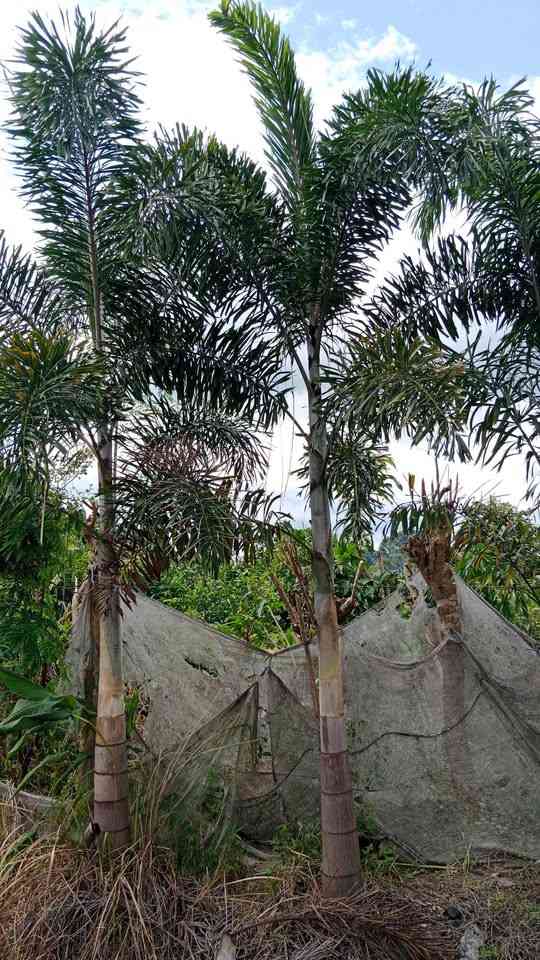 Stok palem ekor tupai berbagai ukuran dari kecil hingga besar
