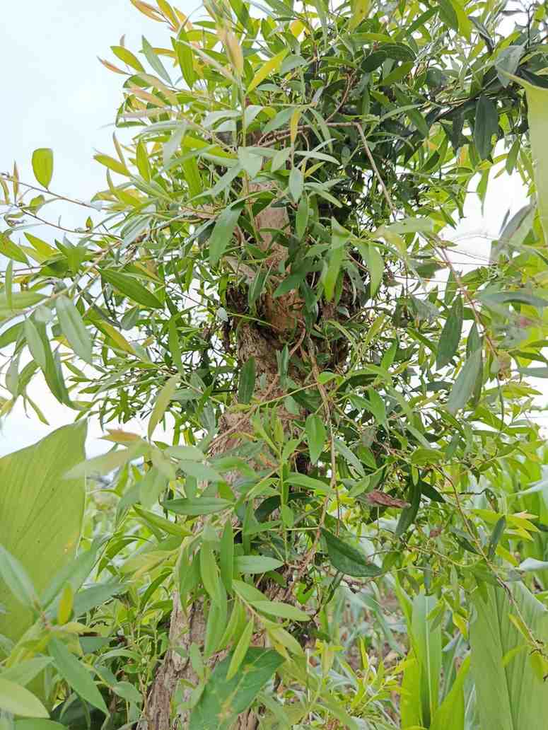 Pohon Kayu Putih Siap Kirim