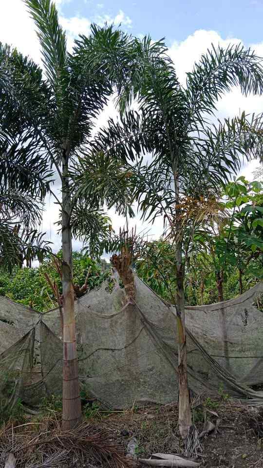 Tanaman hias palem ekor tupai dengan bentuk daun unik menyerupai ekor tupai