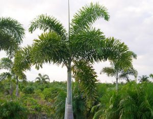Tanaman palem ekor tupai hias untuk taman minimalis dan tropis