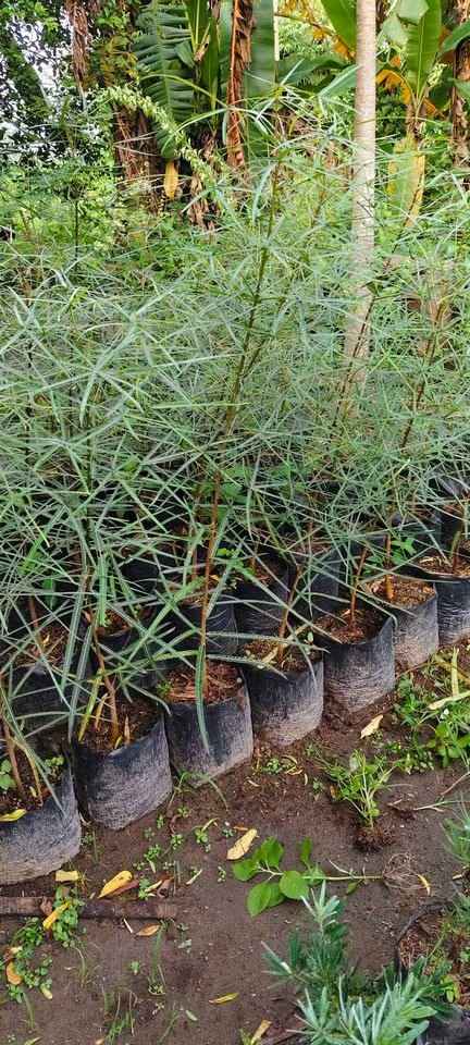 bibit botol tree 3