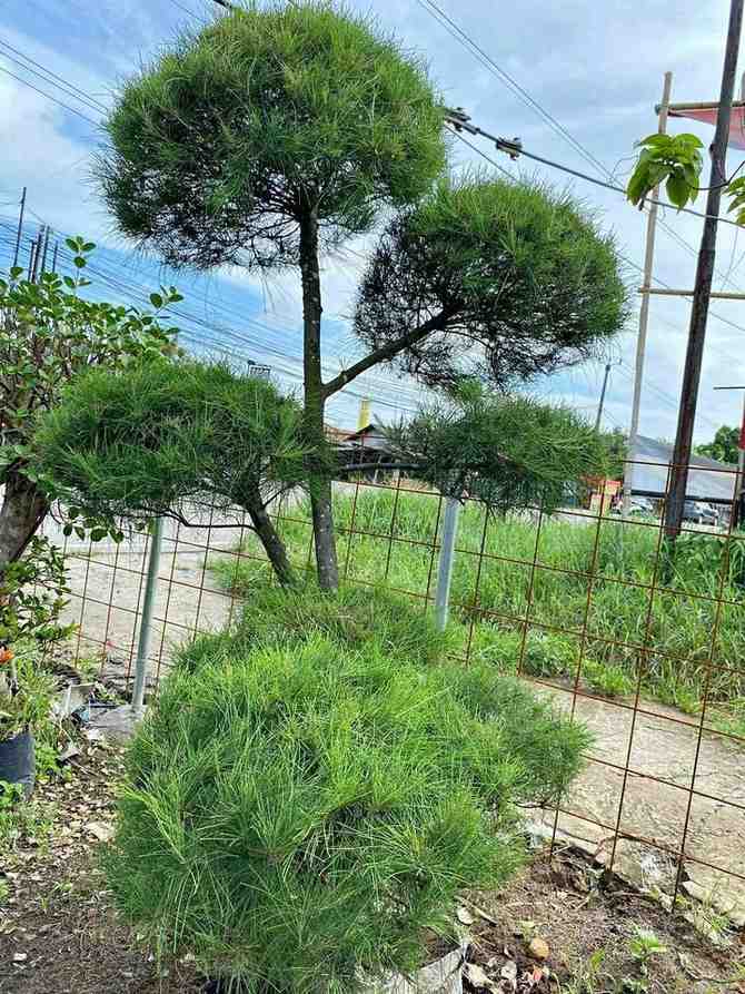 bonsai-cemara-udang-rimbun-cocok-untuk-taman-tropis-dan-landscape