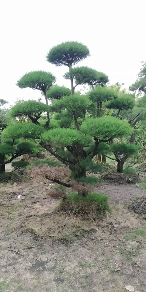 bonsai-cemara-udang-siap-kirim-dengan-bentuk-batang-meliuk-alami