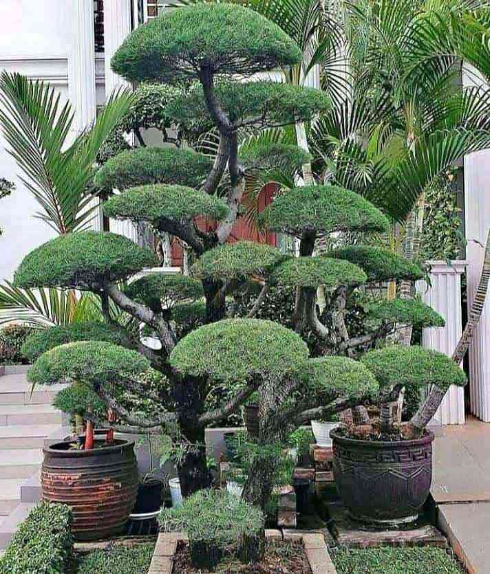 bentuk-batang-bonsai-cemara-udang-yang-estetik-dan-bernilai-seni-tinggi