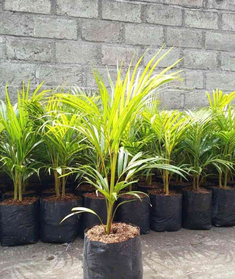 harga jual pohon palem kuning ukuran 3 meter terbaru
