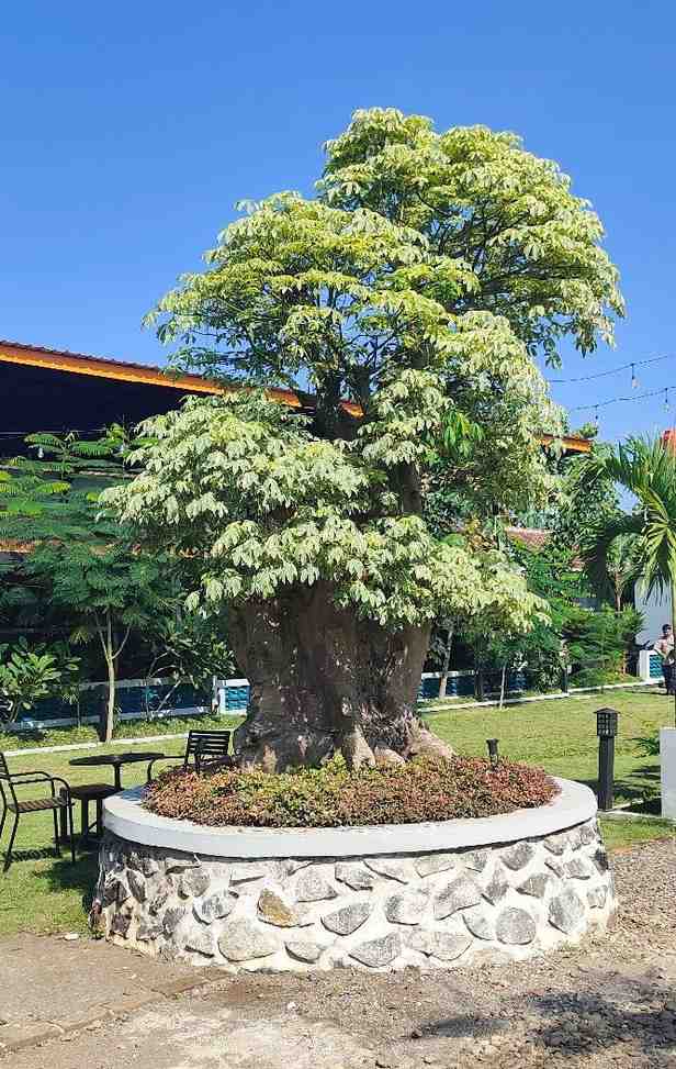 Pohon Randu Varigata