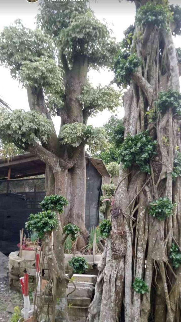 jual bonsai randu varigata dengan karakter batang unik dan daun variegata menarik