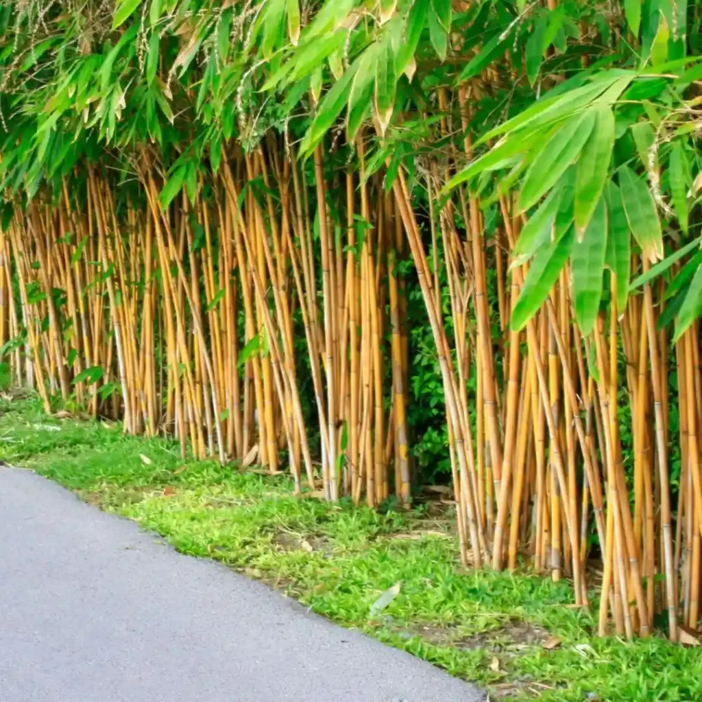 jual pohon bambu kuning ready stok