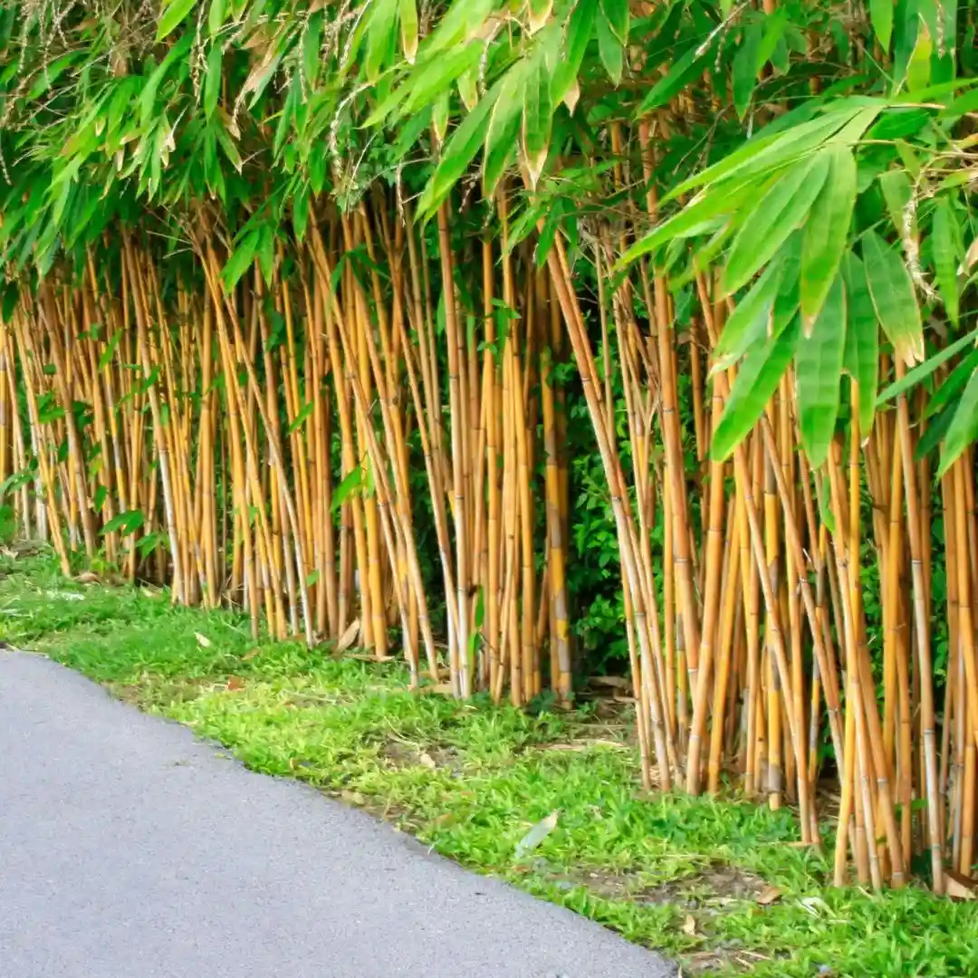 Pohon bambu kuning ukuran besar 5 sampai 6 meter