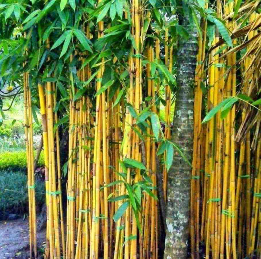 jual pohon bambu kuning ready stok