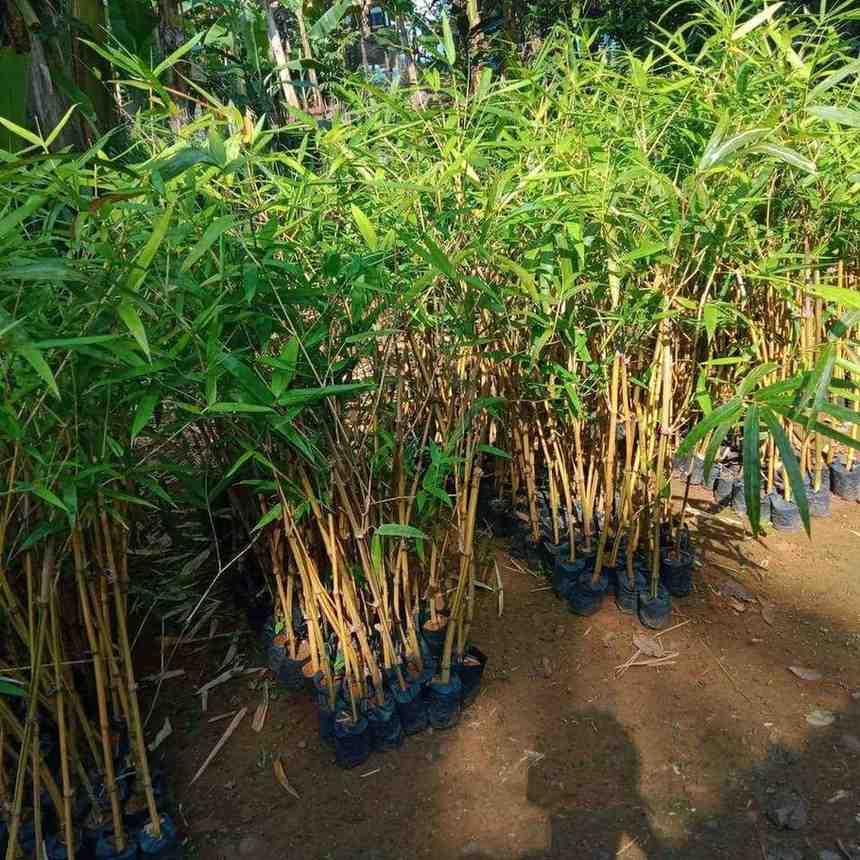 jual pohon bambu kuning ready stok
