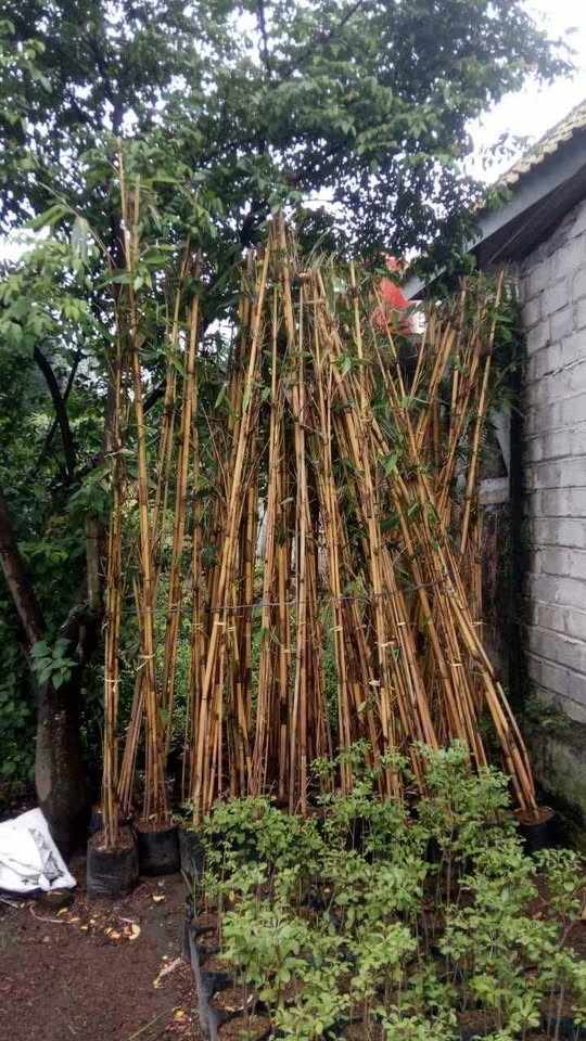 jual pohon bambu kuning ready stok
