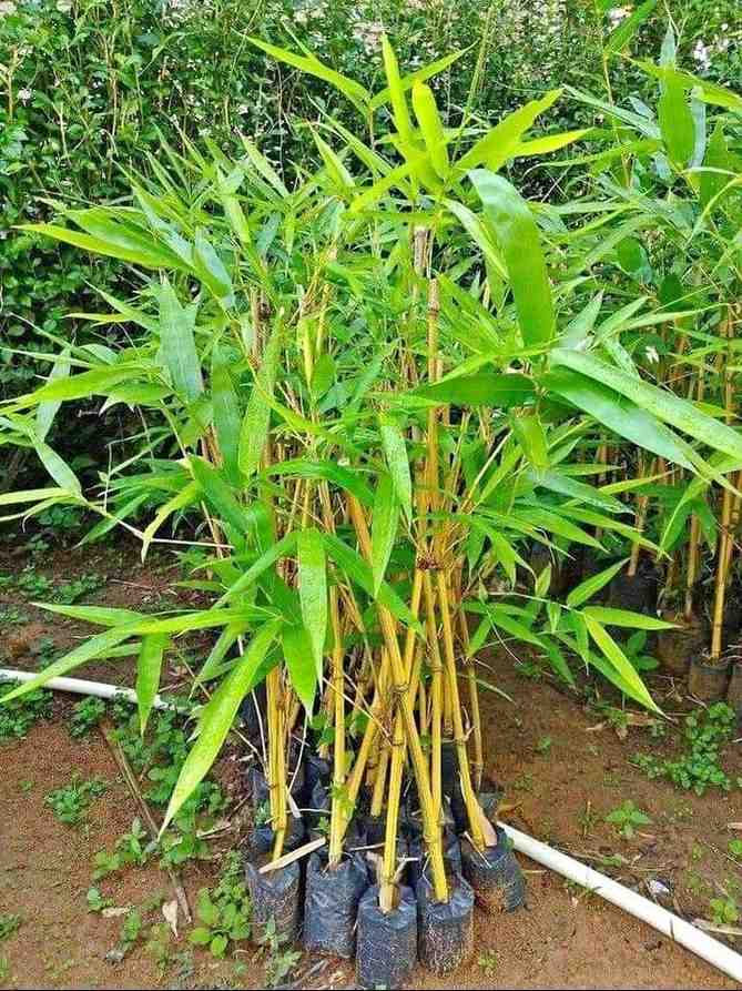 jual pohon bambu kuning ready stok