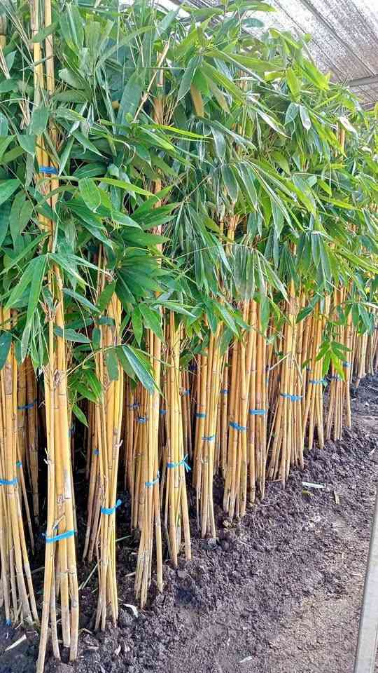 jual pohon bambu kuning ready stok