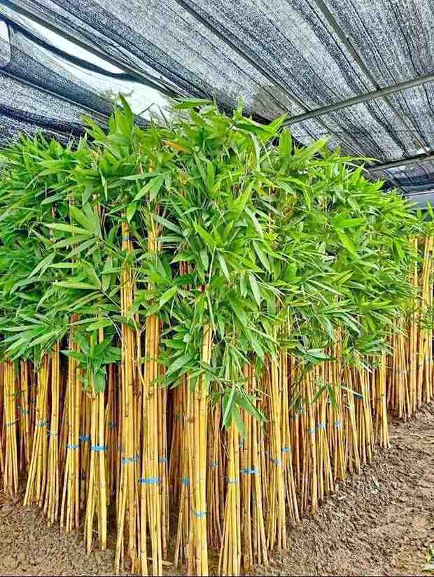 Pohon Bambu Kuning