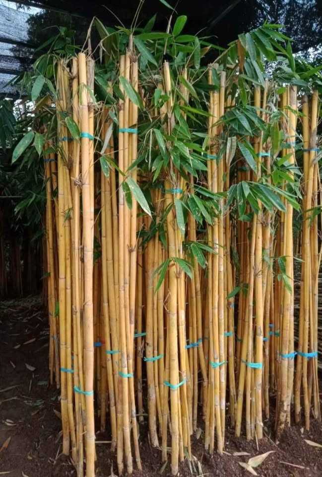 jual pohon bambu kuning ready stok