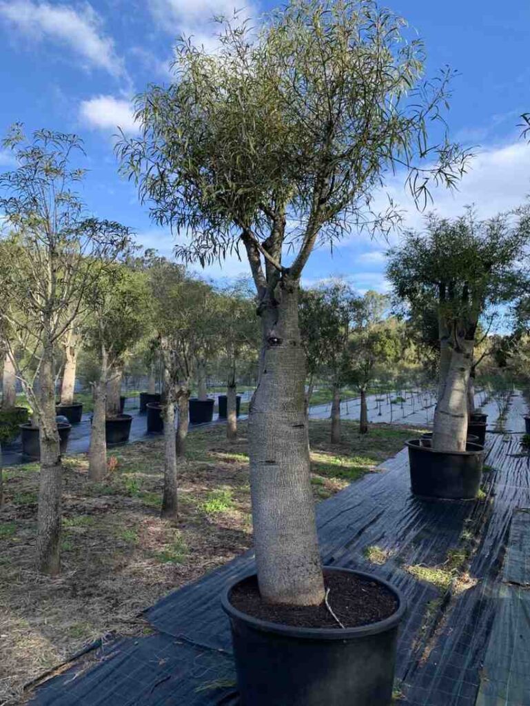 jual pohon botol tree ukuran sedang hingga besar 3
