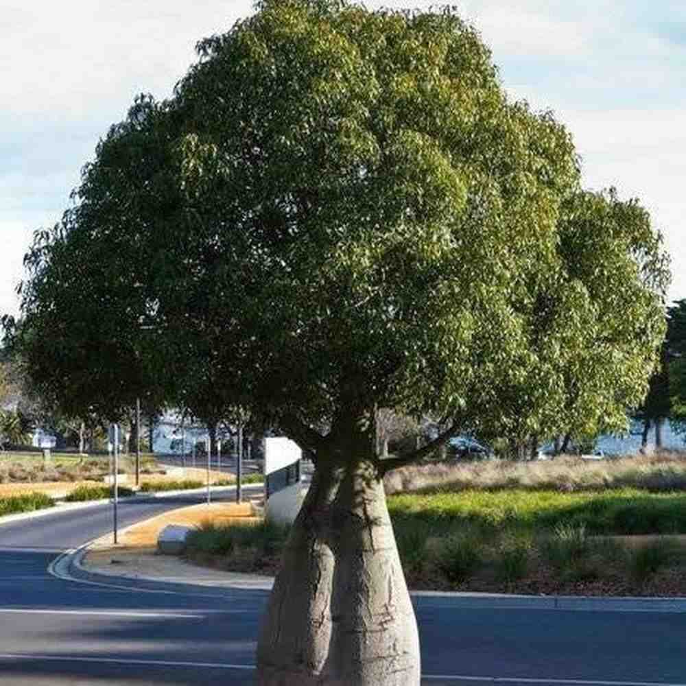 Pohon Botol Tree